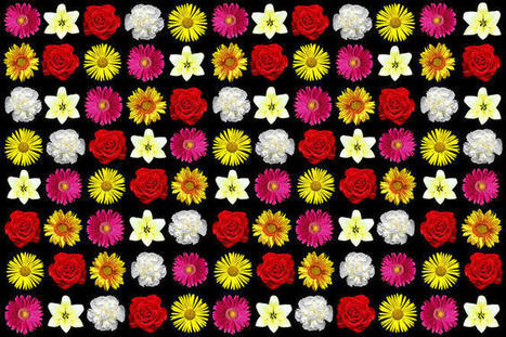 Les fleurs ne sont pas des potiches | EntomoNews | Scoop.it