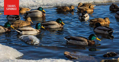 P&ouml;rssis&auml;hk&ouml; halpenee viikonvaihteeksi &ndash; katso hinnat vartti vartilta | 1Uutiset - Lukemisen t&auml;hden | Scoop.it