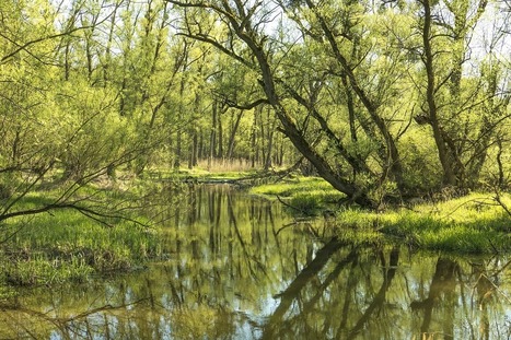 Comment les zones humides contribuent à dépolluer les milieux aquatiques ? | GREENEYES | Scoop.it