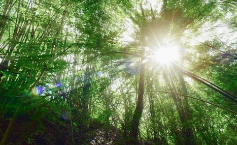 Biodiversité : la technologie au service des gardiens de forêts en TUNISIE | CIHEAM Press Review | Scoop.it