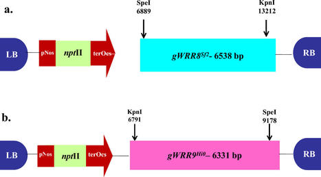 Molecular Biology Reports: Genetic manipulation of Indian mustard genotypes with WRR-gene(s) confers resistance against Albugo candida (2024) | Publications from The Sainsbury Laboratory | Scoop.it