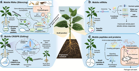 Trans-grafting revolution: From molecular regulation mechanisms to biotech applications | cin | RMH | Scoop.it