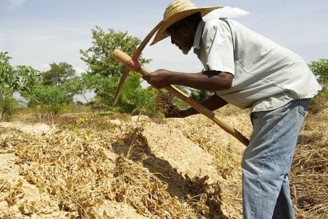 Avec l'agroécologie, un village togolais sort de la fatalité et de la pauvreté | Questions de développement ... | Scoop.it