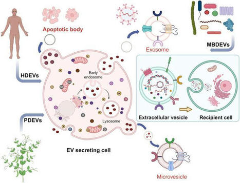 John Gordon sur LinkedIn : Extracellular vesicles as tools and targets in therapy for diseases -… | from Flow Cytometry to Cytomics | Scoop.it