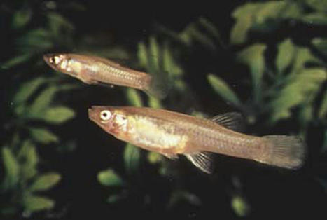 Tiny Texas fish among 21 species that recently went extinct | Amazing Science | Scoop.it