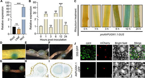 Nodule-specific AhPUGN1.1 positively regulates nodulation in peanuts | Plant-Microbe Symbiosis | Scoop.it
