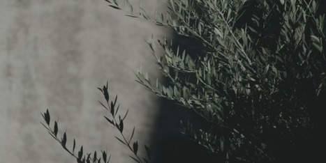 Consommer de l'huile d'olive est bon aussi pour l'environnement  | Huiles végétales | Scoop.it