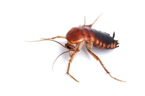 Las cucarachas están evolucionando para volverse ‘inmortales’ | Bichos en Clase | Scoop.it