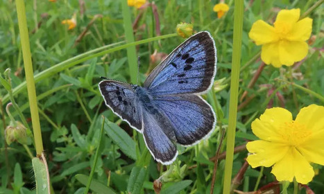 En Grande-Bretagne, un papillon menacé d'extinction connaît son meilleur été depuis 150 ans grâce à un programme de restauration de l'habitat | EntomoNews | Scoop.it