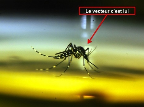 Théâtre et sciences : Frédéric Ferrer s'attaque au moustique-tigre | Variétés entomologiques | Scoop.it