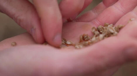 Pesticides : les producteurs bio s'inqui&egrave;tent du prosulfocarbe, un herbicide tr&egrave;s volatile | ITERG - Veille sectorielle | Scoop.it