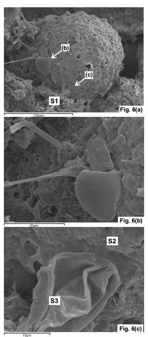 Astrobiologists Find Ancient Fossils in Fireball Fragments | Science, Space, and news from 'out there' | Scoop.it