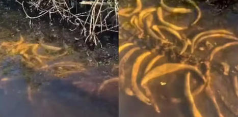 Watch: Underwater skeleton's appearance surprises people on boat | Soggy Science | Scoop.it