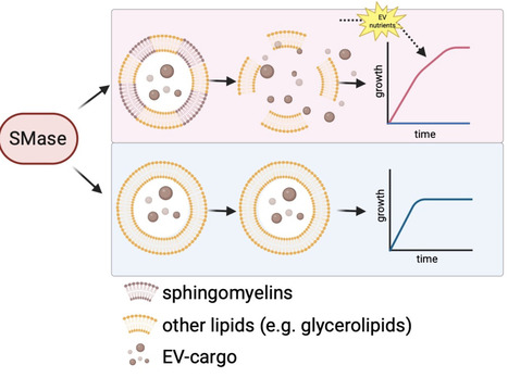 Bacterial extracellular vesicles as recyclable nutrient reservoirs | Ncm | RMH | Scoop.it
