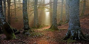 URGENT : Sauver Zilbeti ! | Plan&egrave;te, Nature et Biodiversit&eacute; | Scoop.it