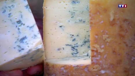 La fourme de Montbrison, un des plus vieux fromages français | Lait de Normandie... et d'ailleurs | Scoop.it