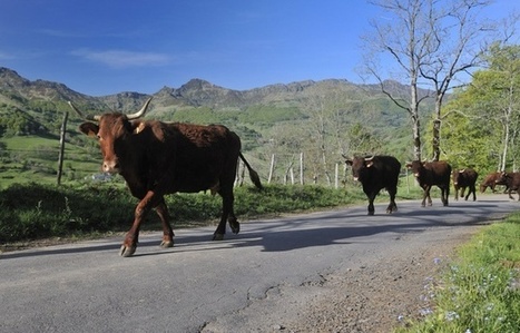 Vache folle: Un cas suspecté dans un élevage des Ardennes | Toxique, soyons vigilant ! | Scoop.it