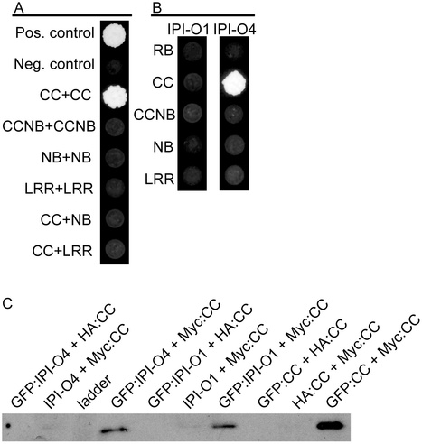 PLoS Pathogens: Molecular Determinants of Resistance Activation and Suppression by Phytophthora infestans Effector IPI-O | Plants and Microbes | Scoop.it