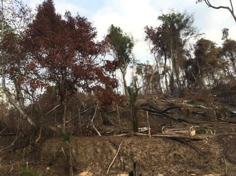 RDC : La d&eacute;forestation au parc de Kahuzi-Biega n&rsquo;est pas le fait des Batwa | &Eacute;cosyst&egrave;mes Tropicaux | Scoop.it