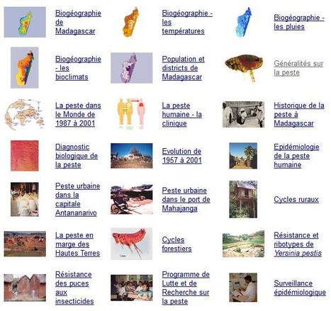 Atlas de la peste à Madagascar | Insect Archive | Scoop.it