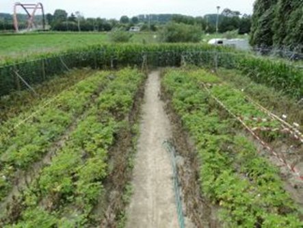 Nature Biotech: European agricultural policy goes down the tubers (2012) | Plants and Microbes | Scoop.it