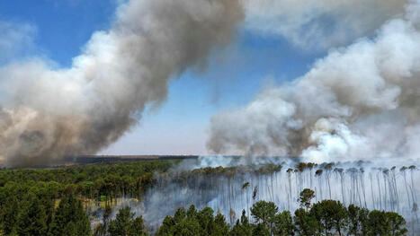 World lost a record-shattering amount of FOREST in 2024, fuelled by climate change-driven wildfires | CIHEAM Press Review | Scoop.it