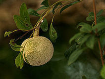 Limonia (plant) - Wikipedia, the free encyclopedia | The Asian Food Gazette. | Scoop.it