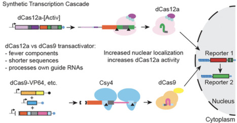 Optimization of a Cas12a-Driven Synthetic Gene Regulatory Network System | asb | RMH | Scoop.it