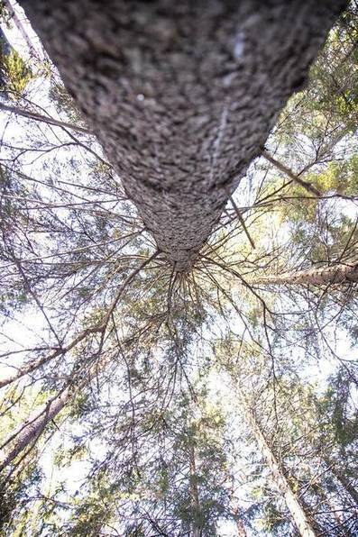 Se kasvoi Laukaassa, kaatui 123-vuotiaana ja p&auml;&auml;tyi kauas kotoa &ndash; t&auml;ss&auml; j&auml;ttiartikkelissa kerrotaan yhden suomalaisen kuusen tarina - Taloussanomat - Ilta-Sanomat | 1Uutiset - Lukemisen t&auml;hden | Scoop.it