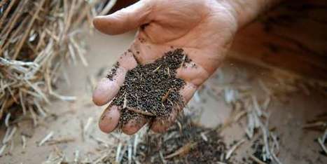 Les semences paysannes font leur retour dans les champs | Innovation sociale | Scoop.it