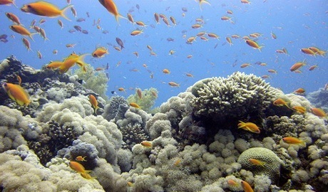 50 ans du WWF : Zones marines tropicales - zegreenweb | Parcs nationaux, régionaux et autres espaces naturels protégés | Scoop.it