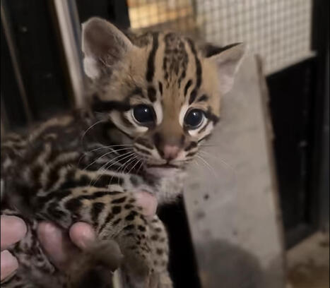Ayzac-Ost - Au Parc Animalier des Pyr&eacute;n&eacute;es, deux b&eacute;b&eacute;s ocelots viennent agrandir la famille | Accueil | Scoop.it