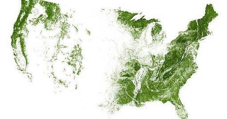 The United States mapped by trees and forests | Coastal Restoration | Scoop.it