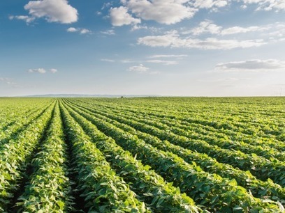 Monsanto, the TPP and global food dominance | Questions de développement ... | Scoop.it