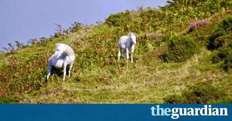 Guardian Country Diary by Paul Evans: Harvest songs replaced by midnight combines  | Nature Flash | Scoop.it