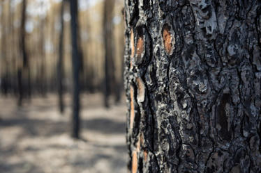 Comprendre les incendies de for&ecirc;ts de 2026 : causes, impacts et r&eacute;silience | INRAE | La SELECTION du Web | CAUE des Vosges - www.caue88.com | Scoop.it
