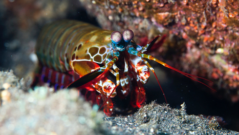 Les cam&eacute;ras des voitures autonomes devraient-elles s'inspirer des yeux des crevettes-mantes ? | EntomoNews | Scoop.it