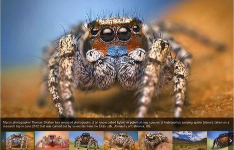 In pictures: Arizona's jumping spiders | Insect Archive | Scoop.it