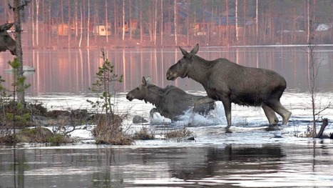Suuri hirvivaellus &ndash; seuraa matkaa kohti kes&auml;laitumia livekamerasta! | Luonto | yle.fi | 1Uutiset - Lukemisen t&auml;hden | Scoop.it