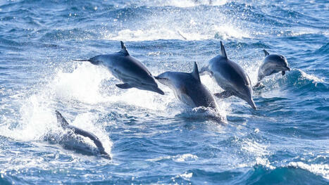 Ce groupe de dauphins pourrait être le premier à obtenir les mêmes droits que les humains, et c'est une très bonne nouvelle | Revue de presse Cétacés | Scoop.it