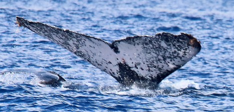 https://www.zinfos974.com/qui-sont-ces-passionnes-qui-scrutent-lhorizon-on-est-montes-a-bord-de-globice-pour-chercher-les-baleines-au-large-de-la-reunion/ | Revue de presse C&eacute;tac&eacute;s | Scoop.it