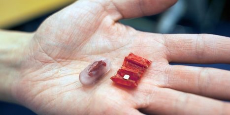 MIT researchers invented an origami robot that will unfold in your stomach | 21st Century Innovative Technologies and Developments as also discoveries, curiosity ( insolite)... | Scoop.it