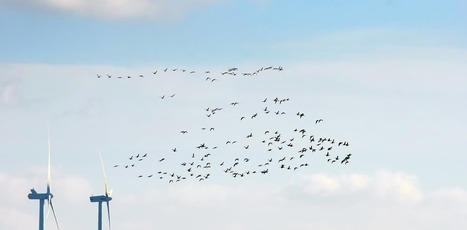 Énergies renouvelables et biodiversité, les liaisons dangereuses | Environnement : Politiques Publiques et Stratégie | Scoop.it