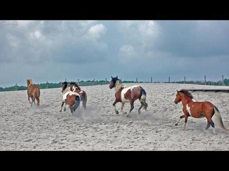 Assateague: Una isla para ver a los caballos en libertad (FOTOS) - Per&uacute;.com | Caballo, Caballos | Scoop.it