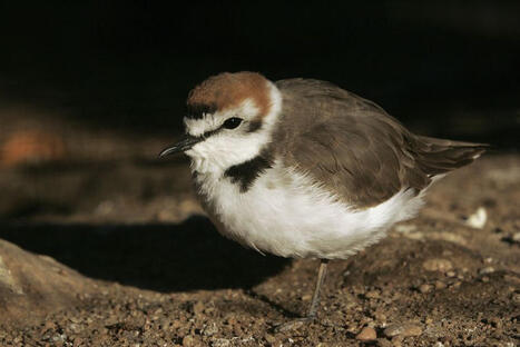 Un petit oiseau de mer disparu pendant des ann&eacute;es est de retour sur notre littoral : "une bonne nouvelle qui appelle &agrave; la vigilance" | Actu environnement en HdF | Scoop.it