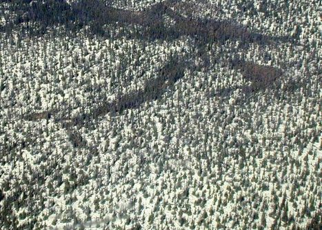  Lichens: un tapis réfrigérant | Biodiversité | Scoop.it