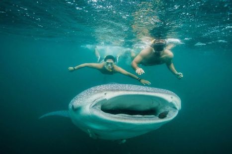 Swimming with giant sharks is not as scary as it sounds | Baja California | Scoop.it