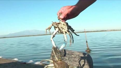 Environnement : le crabe bleu perturbe l’écosystème dans le sud de la France | Biodiversité | Scoop.it