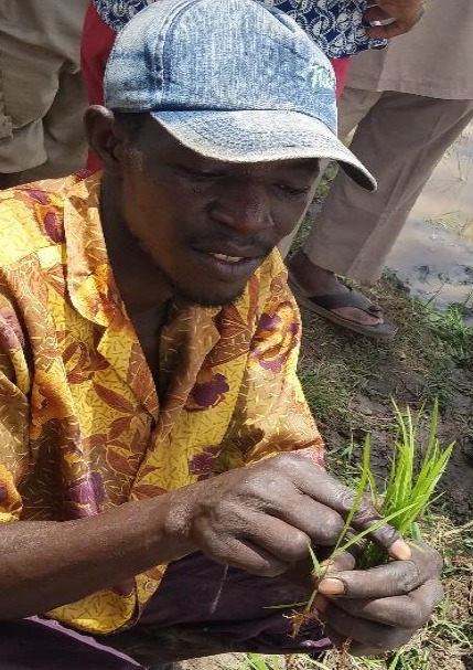NIGER: Rapport de formation des producteurs de riz en hors amenagement sur le Systeme de Riziculture Intensive (SRI) | SRI Global News ++ March - May 2025    System of Rice Intensification (SRI) | Scoop.it