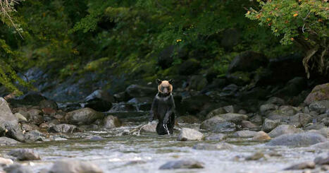 Japan kallar in militären för att få bukt med björnattacker | Utrikes | 1Uutiset - Lukemisen tähden | Scoop.it